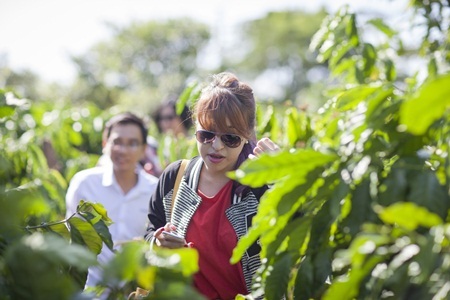 Phan Ý Yên: Đối với tôi, cà phê là tín ngưỡng cá nhân - 1 Thăm vườn cà phê đang mùa
thu hoạch