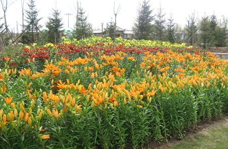 Hội chợ hoa xuân Gia Lâm - Điểm đến lý tưởng cho người trồng và chơi hoa