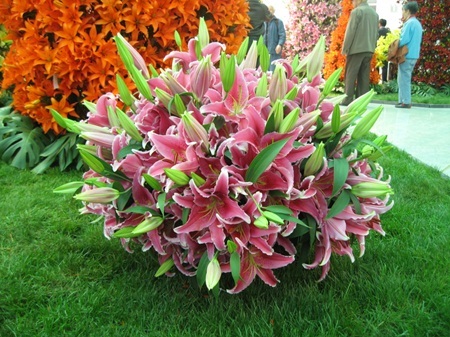 Hội chợ hoa xuân Gia Lâm - Điểm đến lý tưởng cho người trồng và chơi hoa