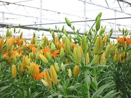 Hội chợ hoa xuân Gia Lâm - Điểm đến lý tưởng cho người trồng và chơi hoa