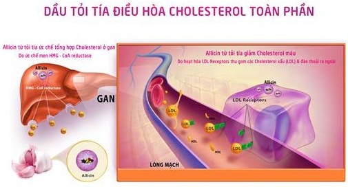 “Dược liệu vàng” giúp khỏe người đẹp dáng sau Tết - 1 “Dược liệu vàng” giúp khỏe người đẹp dáng sau Tết