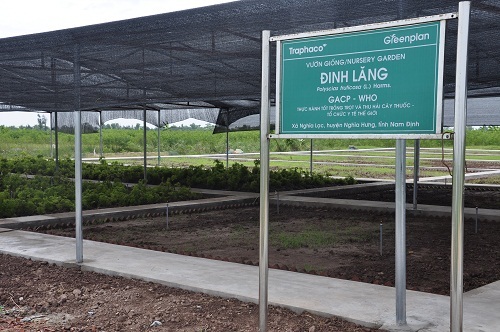 Nỗ lực phát triển bền vững vùng trồng Đinh lăng dược liệu tại Việt Nam