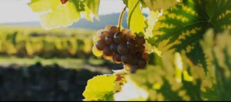 Khám phá con đường rượu vang đầu tiên nước Pháp