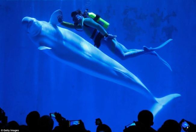 Người và cá cùng vẫy tay chào đón khán giả.