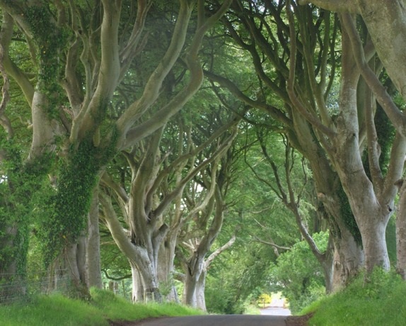 Khám phá con đường "đậm chất hắc ám" ở Ireland - 6 Hà Anh