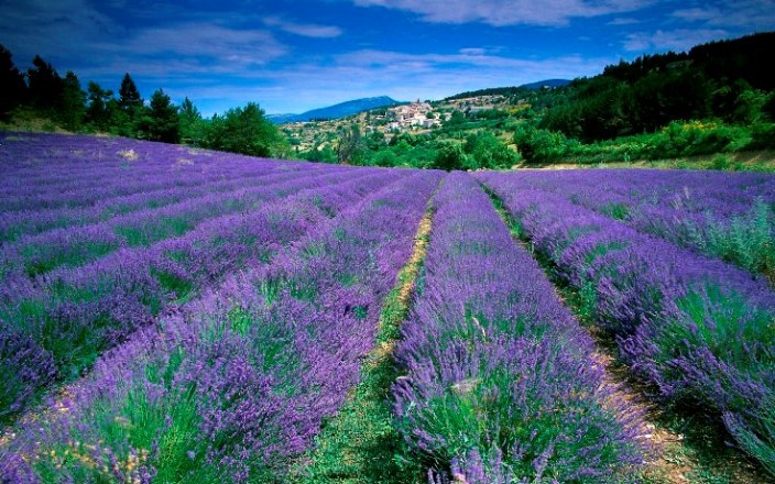 Những cánh đồng lavender rộng lớn ở Provence, Pháp.