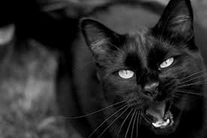 Mèo đen - loài động vật bị người Nga coi là đem lại điềm xui xẻo