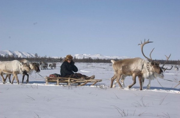 Yakutia - điểm đến của những chuyến du lịch cảm giác mạnh và kim cương - 3 Du khách trải nghiệm cảm giác xe kéo bằng tuần lộc ở Yakutia.