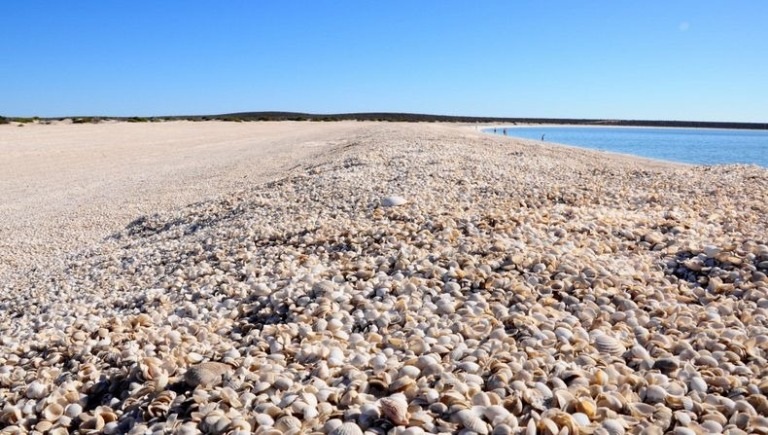 4 bãi biển "vỏ sò" độc đáo nhất thế giới - 1 2. Bãi biển Sanibel Island, Florida, Mỹ