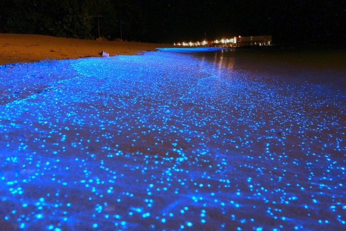 Kỳ thú cảnh biển đêm phát sáng xanh biếc tại Maldives - 1 Hà Anh