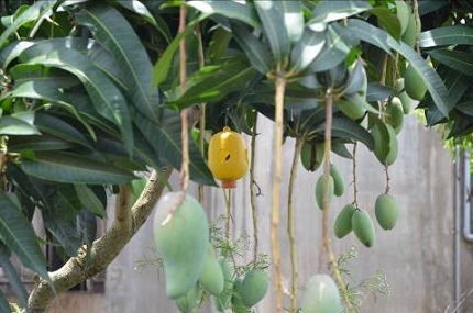 Chiếc bẫy dụ ong, ruồi trong vườn xoài nhà ông Công.