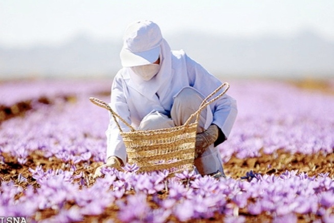 Nghệ tây Safran - gia vị “quốc túy” của nhiều nền ẩm thực - 1 Một người nông dân Iran đang thu hoạch safran.