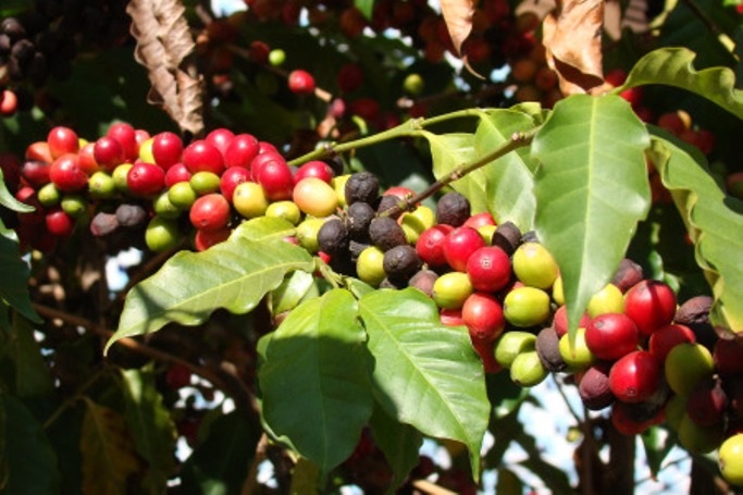 Giải mã thành công gene cây cà phê - 1 Cà phê robusta.