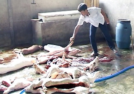 Lò mổ lợn chết, lợn bệnh bán ra thị trường