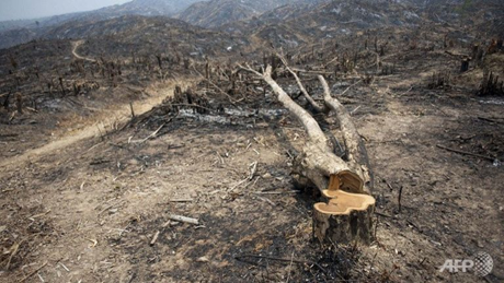 Một cánh rừng bị chặt phá ở Bago, Myanmar. (Ảnh: