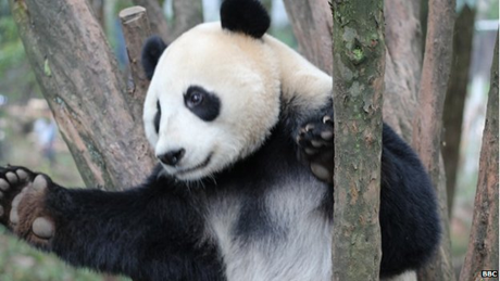 Những chú gấu trúc trên thực tế sở hữu cơ hàm khỏe cùng những chiếc răng to. (Ảnh: