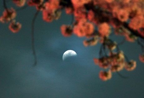 Những hình ảnh kỳ thú về "mặt trăng máu" trên khắp thế giới - 9 Nguyệt thực một phần nhìn qua một chùm hoa anh đào nở rộ ở Utsunomiya.