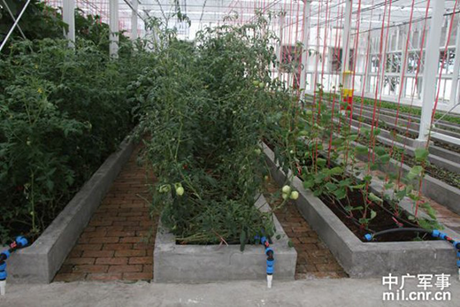 Trồng cà tím và cà chua trong nhà kính.