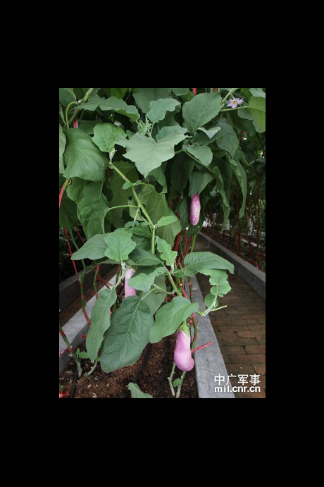 Trồng cà tím và cà chua trong nhà kính.