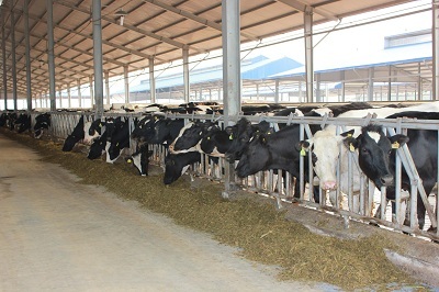 Yêu bò hơn… yêu vợ