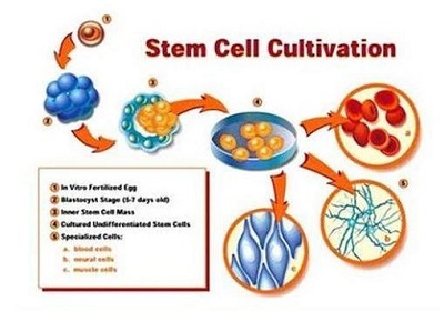 Ứng dụng công nghệ tế bào gốc tự thân trong trẻ hóa làn da.