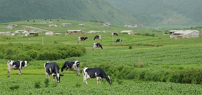 Tình yêu nơi thiên đường bò sữa - 1 Yêu bò hơn… yêu vợ