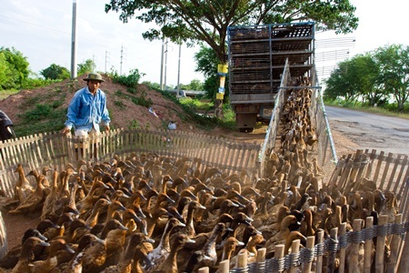 Cúm A/H5N1 và A/H7N9 - vì sao đáng sợ? - 1 Virút cúm gia cầm dễ
dàng lẫn vào không khí, bụi đất