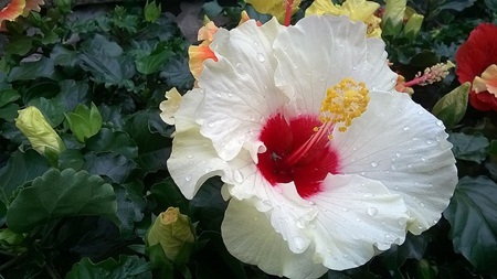 Dân mạng quốc tế hứng thú với xu hướng lan tỏa hạnh phúc - 2 Dân mạng quốc tế hứng thú với xu hướng lan tỏa hạnh phúc