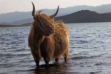 Phong cảnh hùng vĩ trong “Linh hồn xứ Scotland” - 17 Cừu đi qua rừng thạch nam ở gần làng Kirkton thuộc thị trấn Glenisla.