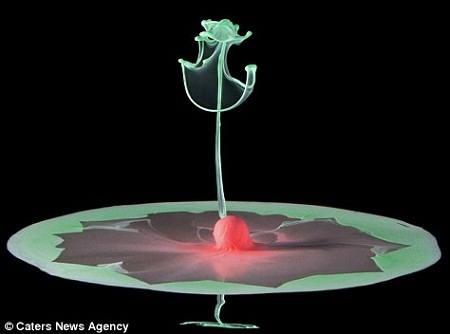 Điêu khắc với mực màu - 8 Lily (Hoa huệ tây)