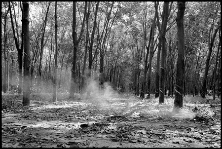 Đồn điền cao su ở Củ Chi mọc lên từ mảnh đất thấm đẫm chất độc màu da cam.