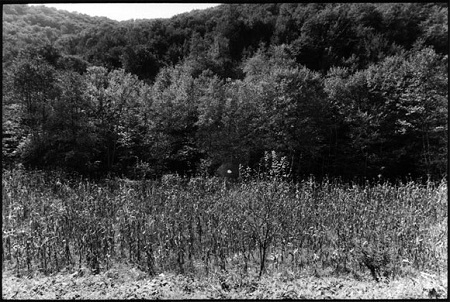 Bà Sara Duvall ôm ảnh cậu con trai Aaron Reed đã hy sinh trong cuộc chiến tranh Iraq.