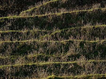 Vẻ đẹp "siêu nhiên" của... thiên nhiên! - 5 Một ngọn đồi tại Công viên Briones, bang California,Mỹ.