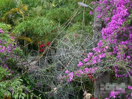 Biệt thự Đà Lạt lên báo Anh