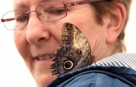 Người xem thì vô cùng thích thú mỗi khi có chú bướm đậu lên mình