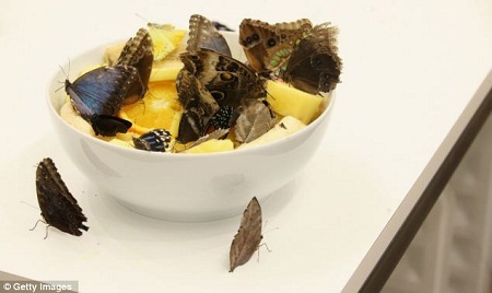 Thức ăn dành cho những chú bướm