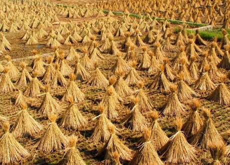 Nơi ấy cánh đồng thơm rơm - 1 (Ảnh: phuot.vn)