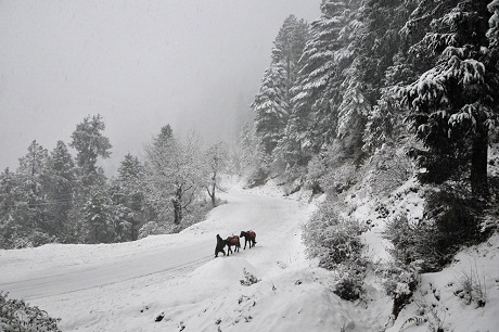 Một người nông dân dò dẫm dắt những chú lừa đi trên núi.