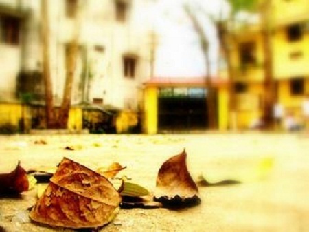 Nhặt chút vàng phai để ủ giấc mùa về - 1 (Ảnh: yume.vn)