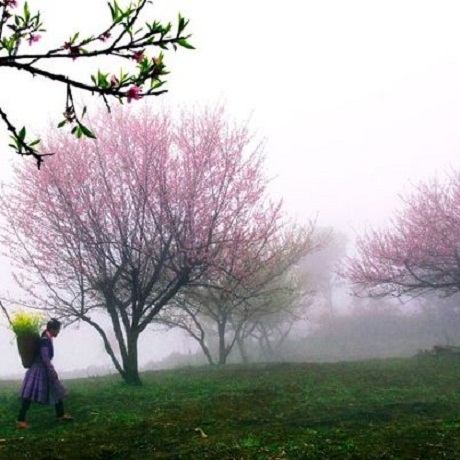 Hoa Tết Việt Nam trong mắt báo chí quốc tế - 11 Đào rừng.