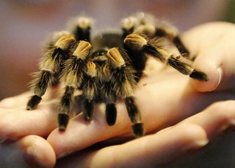 Jason Bond đã tìm thấy chú nhện vằn Bonoi ở dưới lớp đất trong công viên quốc gia Joshua Tree.