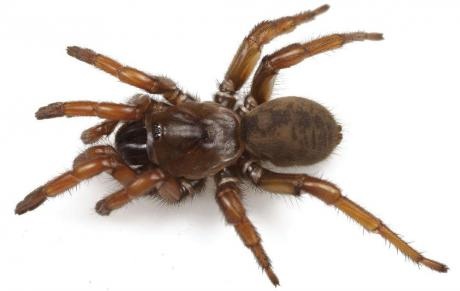 Jason Bond đã tìm thấy chú nhện vằn Bonoi ở dưới lớp đất trong công viên quốc gia Joshua Tree.