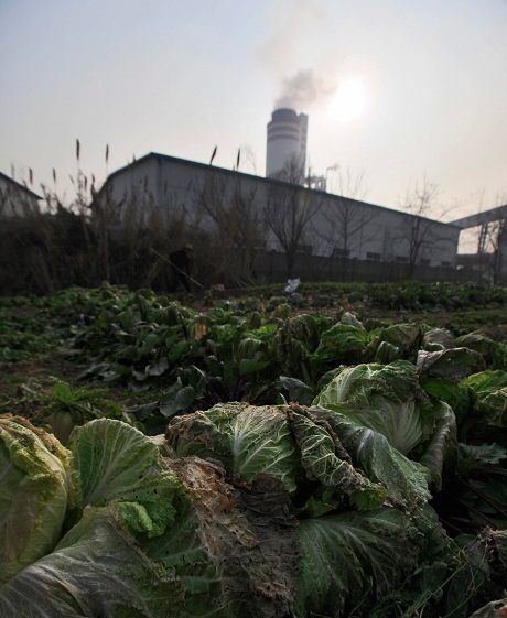 Hình ảnh khói bụi giăng kín Trung Quốc - 14 Rau úa vì ô nhiễm