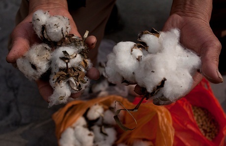 Hình ảnh khói bụi giăng kín Trung Quốc - 16 Cây bông trồng trong môi trường ô nhiễm