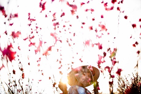 Hoa Tết Việt Nam trong mắt báo chí quốc tế - 5 Một cô gái trẻ chở hoa đào ra thành phố bán trong khu chợ hoa Tết.