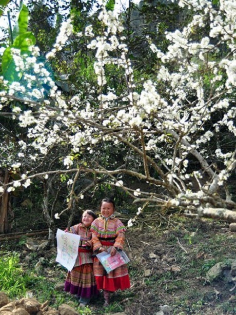 Hoa Tết Việt Nam trong mắt báo chí quốc tế - 9 Hoa mận.