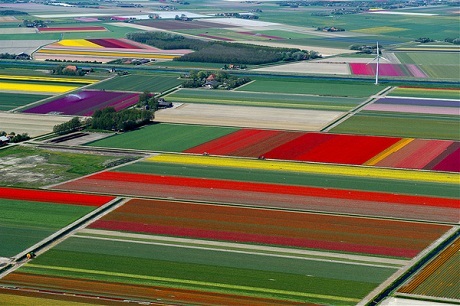 Vẻ đẹp diễm lệ của những thảm hoa tulip vào mùa - 13 Pi Uy