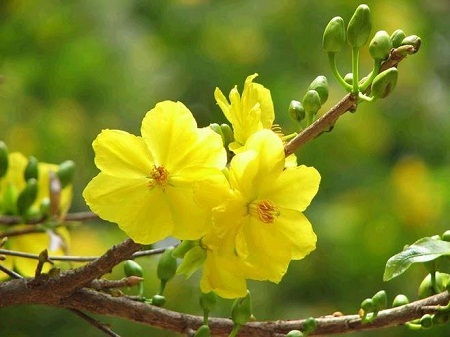 Nhớ Tết Sài Gòn - 2 Nhớ Tết Sài Gòn
