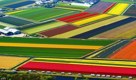 Vẻ đẹp diễm lệ của những thảm hoa tulip vào mùa - 3 Vẻ đẹp diễm lệ của những thảm hoa tulip vào mùa