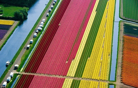 Vẻ đẹp diễm lệ của những thảm hoa tulip vào mùa - 2 Vẻ đẹp diễm lệ của những thảm hoa tulip vào mùa